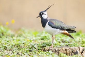 Northern lapwing (Vanellus vanellus) standing on a meadow, Bavaria, Germany, Europe
