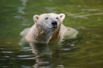 Polar bear (Ursus maritimus) swimming in the water, captive, Germany, Europe