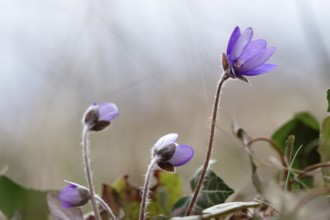 Liverwort (Hepatica nobilis), end of March, Mecklenburg-Western Pomerania, Germany, Europe