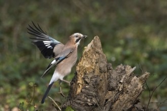 A jay (Garrulus glandarius) with nesting material in its beak lands on a tree stump with its wings