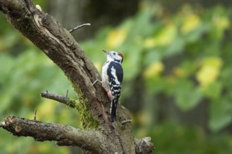 Middle spotted woodpecker (Dendrocopus medius) Germany