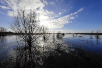 Lippe, flood in the renaturalised floodplain area at the mouth of the Lippe into the Rhine, Wesel,