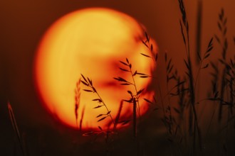 Grasses in front of the setting sun, sunset, Hauke-Haien-Koog, Nordfriesland, Schleswig-Holstein,
