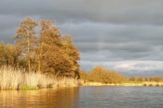 Evening mood on the Peene in spring, alders on the banks of the Peene, dramatic light mood,