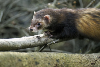 European polecat (Mustela putorius), also known as ferret, running in the undergrowth, captive,