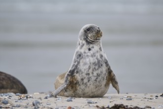 Grey seal (Halichoerus grypus) lying on the beach, Düne, Helgoland, Schleswig-Holstein, Germany,