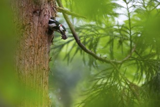 Great spotted woodpecker (Dendrocopos major), male with droppings in his beak shortly in front of