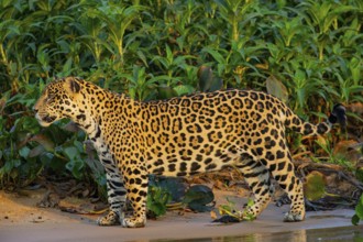 Jaguar (Panthera onca) Pantanal Brazil