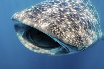 Underwater photo of head of whale shark (Rhincodon typus) harmless plankton eater swims with open