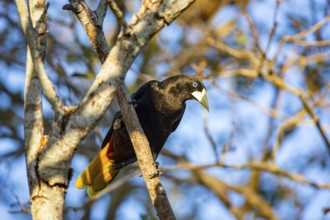 Yellow-rumped cacique (Cacicus cela) Pantanal Brazil