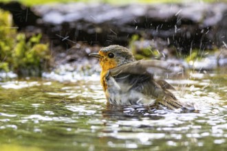 European robin (Erithacus rubecula) bathing Germany