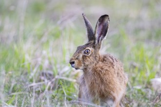 European hare (Lepus europaeus) Germany