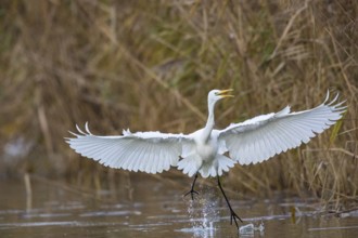 Great White Egret (Egretta alba) Germany