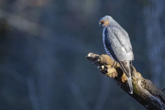 Sparrowhawk (Accipiter nisus) ml Germany