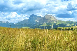 Golden meadow blowing in the wind with the sassolungo and sassopiatto mountains in the background,
