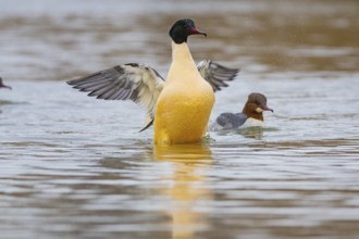 Goosander (Mergus merganser) ml Germany
