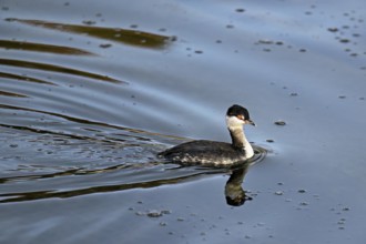 Slavonian Grebe (Podiceps auritus), adult, in adult plumage, winter plumage, swimming in Lake Zug,