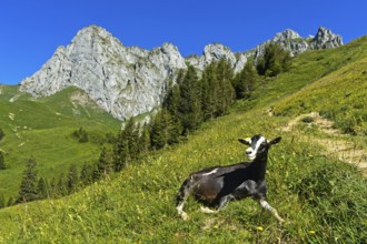 Hornless animal of the Thuringian Forest goat breed lying in the grass on the way to the mountain