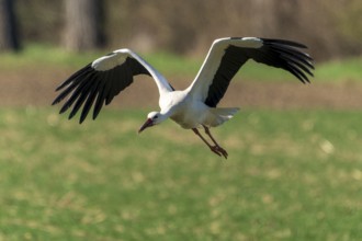 A stork gently approaches the meadow with outstretched wings, white stork (Ciconia ciconia),