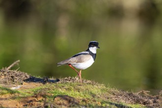 Cayenne plover (Vanellus cayanus) Pantanal Brazil