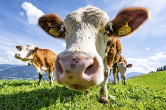 Three young curious calves (Bos primigenius taurus), cows on an alpine meadow, stretching their