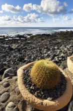 Cactus in a flower pot, rocky west coast, black lava coast, coastline, El Golfo, Yaiza, Lanzarote,