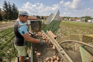 Wittichenau, Oberlausitz, Saxony, Germany - Potato harvest on the family-run farm and vegetable