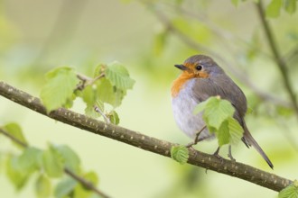 Robin (Erithacus rubecula) on a branch, surrounded by delicate spring leaves, Hesse, Germany,