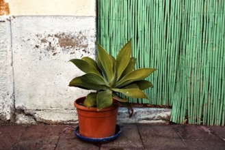 Potted plant in front of a wall with rough plaster and green bamboo sticks, San Sebastian de La