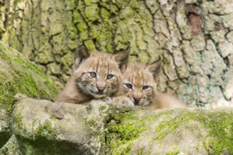 Eurasian lynx (Lynx lynx) cubs (youngster) in a forest, Bavaria, Germany, Europe