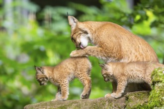 Eurasian lynx (Lynx lynx) mother with her youngsters (cubs) in a forest, Bavaria, Germany, Europe