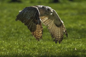 An owl flies close to the ground over a green meadow in daylight, Siberian Eagle Owl (Bubo