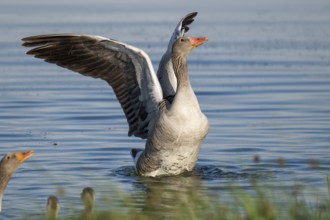 Grey goose (Anser anser), gander flapping its wings, imposing behaviour, Hauke-Haien-Koog nature