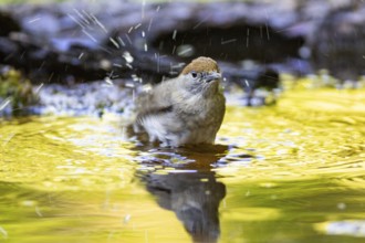 Blackcap (Sylvia atricapilla) wbl while bathing Germany