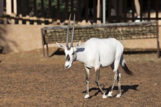 Arabian oryx (Oryx leucoryx) in the Arabian Oryx Camp, Wahiba Sands desert or Rimal Al Wahiba or
