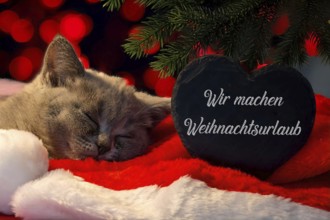 Christmas greetings: Heart with the inscription WIR MACHEN WEIHNACHTSURLAUB next to a kitten