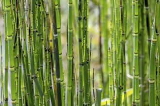 Horsetails (Equisetum), Münsterland, North Rhine-Westphalia, Germany, Europe