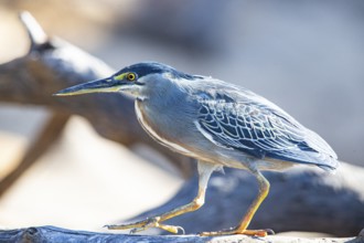 Mongrove Heron (Butorides striatus) Pantanal Brazil