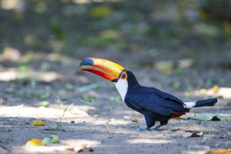 Giant toucan (Ramphastos toco) Pantanal Brazil