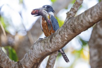 Ringed kingfisher (Ceryle torquata) Pantanal Brazil