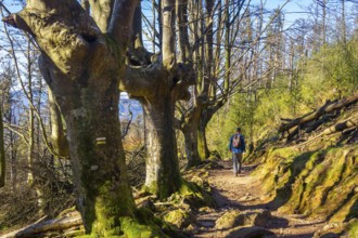 A hiker walking in the beech forest of Monte Adarra in Urnieta. Gipuzkoa, Basque Country