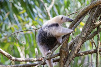 Southern tamandua (Tamandua tetradactyla) Pantanal Brazil