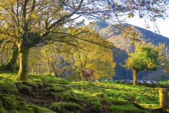 Cow nurses its calf in a vibrant green pasture surrounded by colorful autumn trees and a majestic