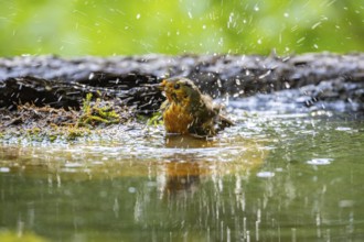 European robin (Erithacus rubecula) bathing Germany