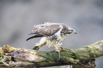 Common buzzard (Buteo buteo) Germany