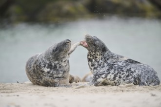 Grey seal (Halichoerus grypus) playing with each other on the beach, Düne, Helgoland,