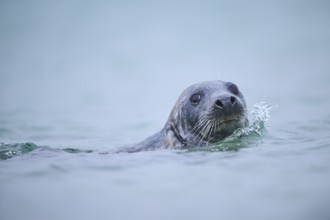 Grey seal (Halichoerus grypus) looking out of the water while swimming in the sea, Düne, Helgoland,
