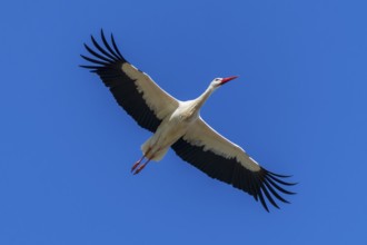 A single stork flies through the blue sky with outstretched wings, White Stork (Ciconia ciconia),
