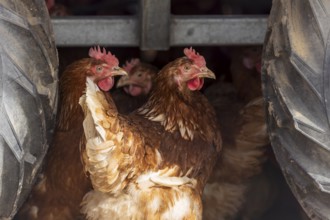 Chickens looking for shelter between tractor tyres, domestic chicken, Rhineland-Palatinate,