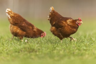 Chickens running lively across a meadow, domestic chicken, Rhineland-Palatinate, Germany, Europe